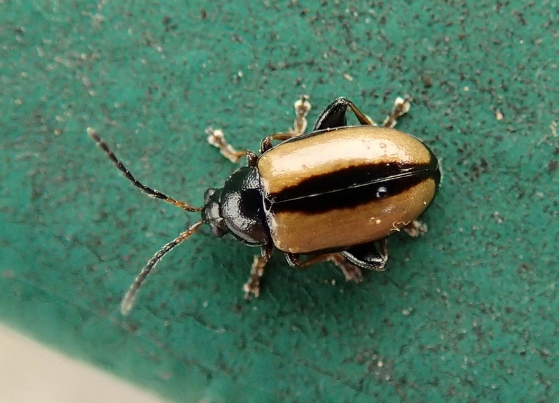 Chrysomelidae